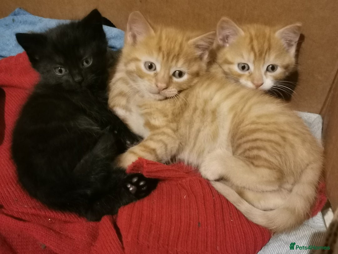 Mixed Breed cats for sale: 1 black and 2 ginger kittens  - Advert 1