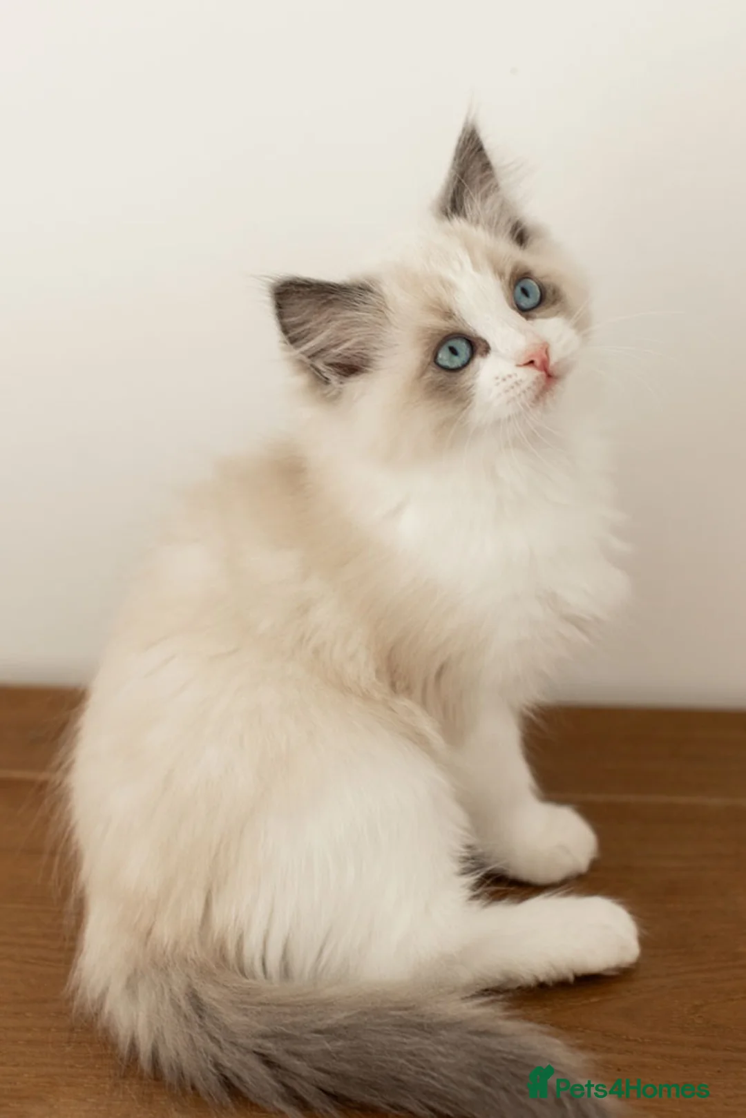 Ragdoll cats for sale: Last Blue Bicolour Ragdoll female available  - Advert 22
