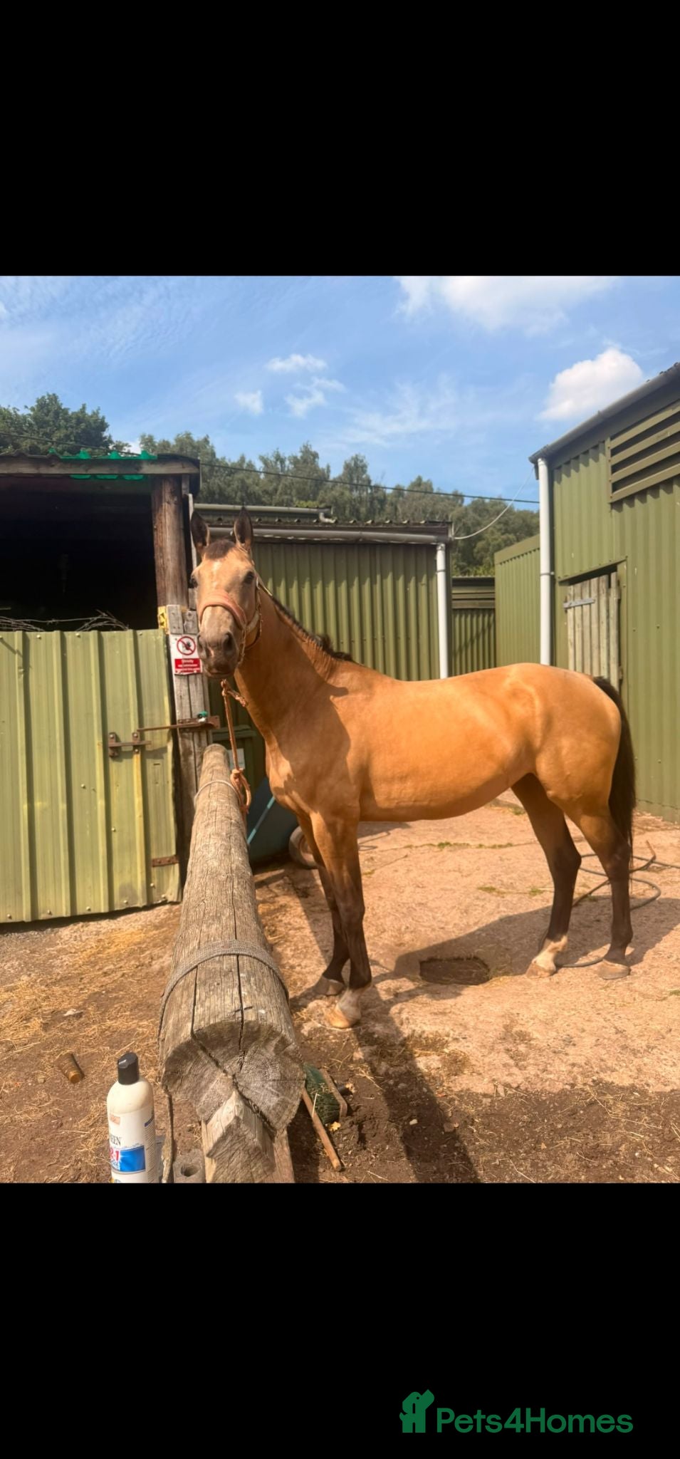 Danish Warmblood horses STUNNING MARE Danish warm.blood x ish - Advert 1