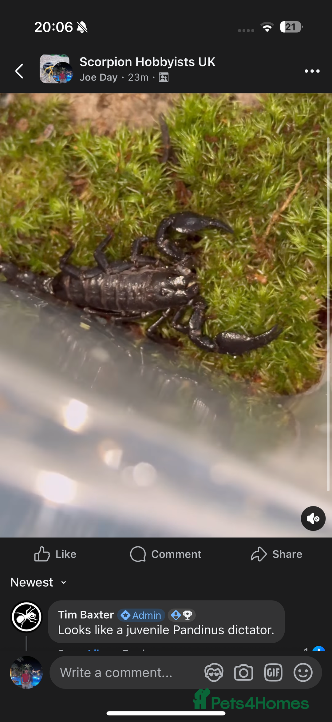 Scorpions invertebrates for sale: swammerdami and dictator and indo blue - Image 3