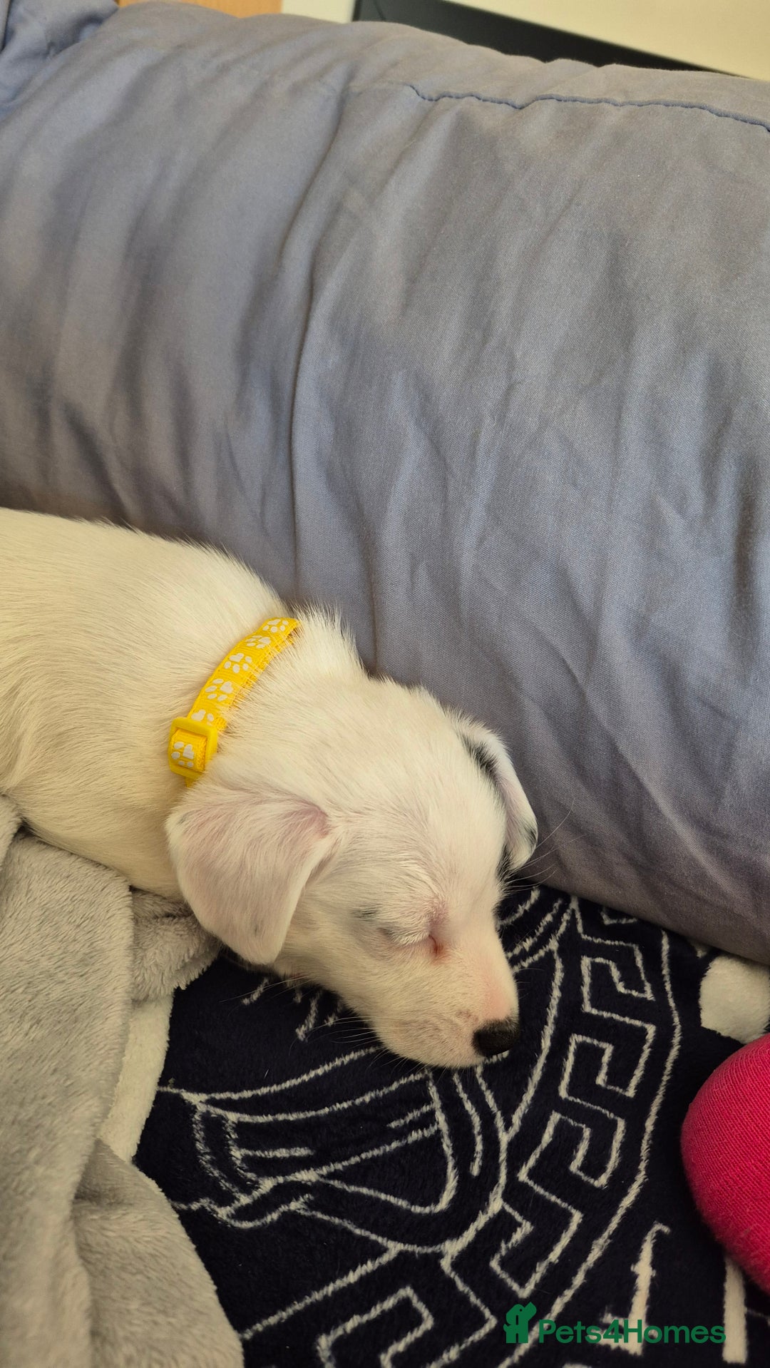 Jack Russell dogs for sale: 1 Beautiful boy Jack Russell puppy left for sale - Image 31