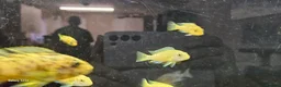 Cichlids fish for sale: Assorted cichlids and sizes - Advert 21
