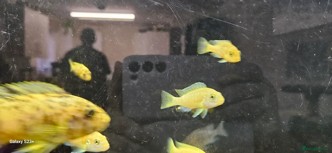 Cichlids fish for sale: Assorted cichlids and sizes - Advert 21