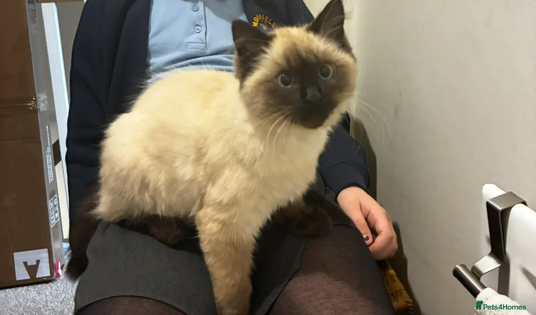 Ragdoll cats for sale: Rag doll x kitten  in Knutsford - Advert 1