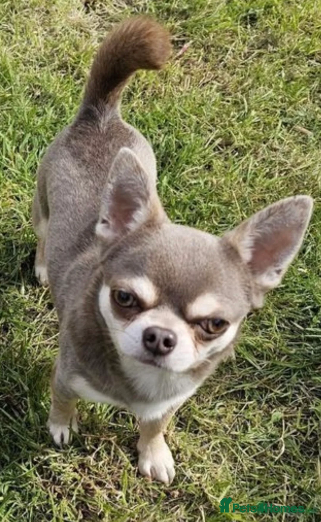 Chihuahua dogs for sale: Male Blue tan and white KC reg puppy for sale..  in Royston - Advert 2