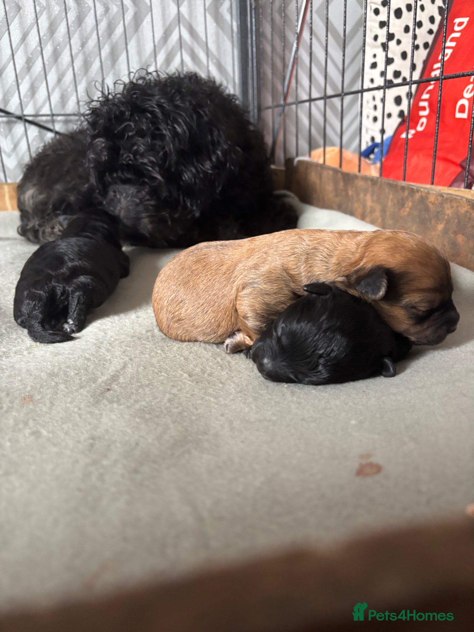 Pomapoo dogs Pomerpoo puppies - Advert 5