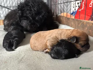 Pomapoo dogs Pomerpoo puppies - Advert 1