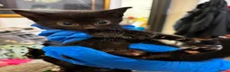 British Longhair cats for sale: Adorable Kittens Looking for Homes! - Advert 3