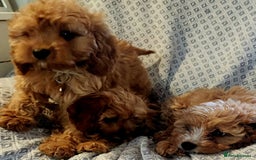 Cavapoo dogs for sale: Toy Cavapoo Puppies Looking for Forever Homes!! - Image 11