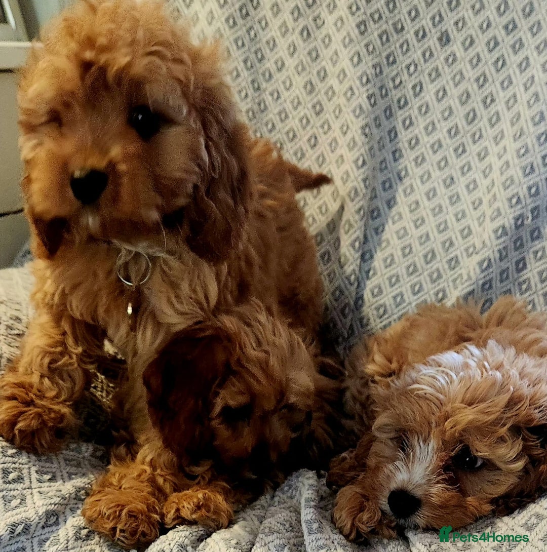 Cavapoo dogs for sale: Toy Cavapoo Puppies Looking for Forever Homes!! - Image 11