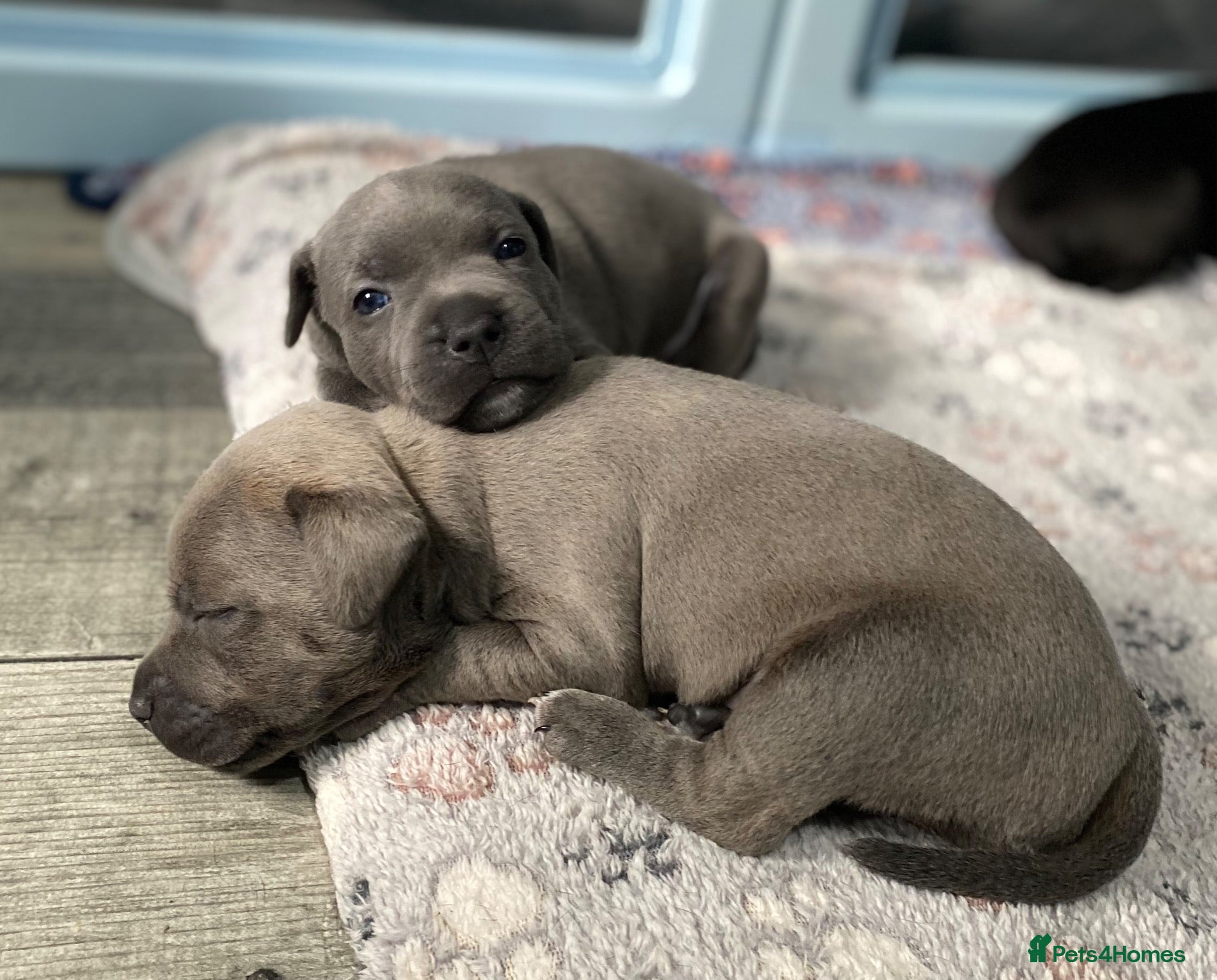 Staffordshire Bull Terrier dogs King Fury Puppies  - Advert 2