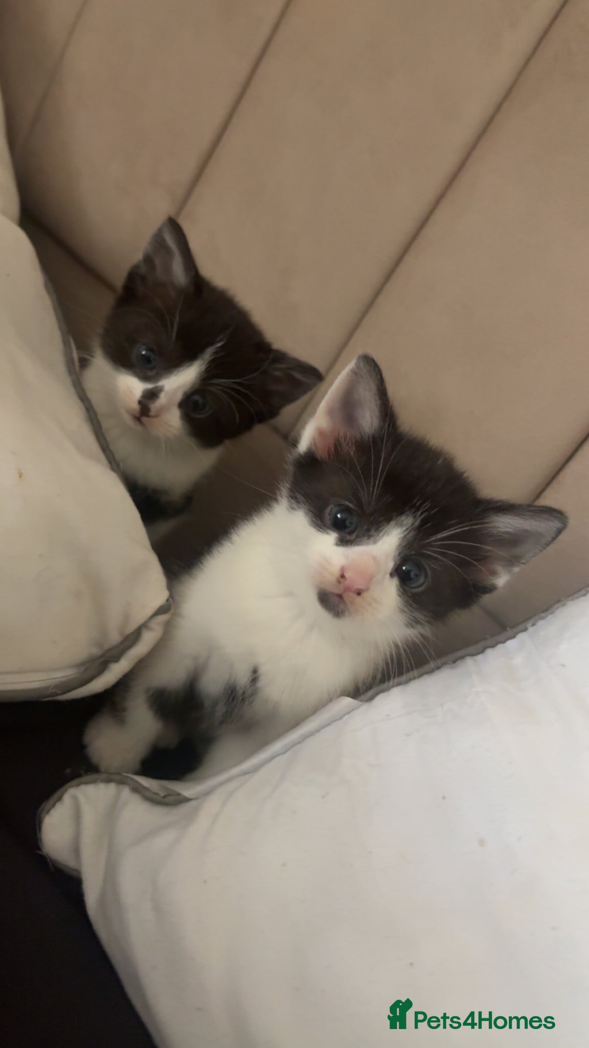 British Shorthair cats £65 gorgeous black and white short hair kittens - Advert 17