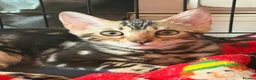 Bengal cats for sale: Beautiful Marble Bengal Kittens  - Advert 6