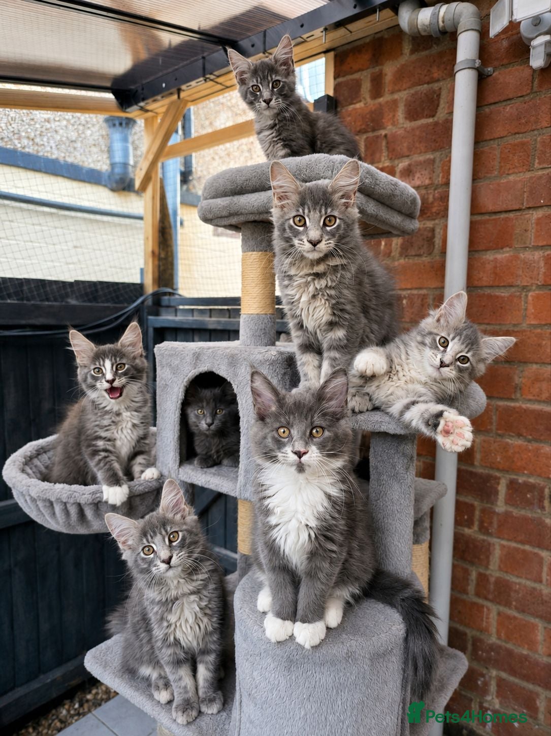 Maine Coon cats TICA Registered Maine Coon Kittens  - Advert 9