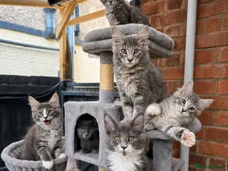 Maine Coon cats TICA Registered Maine Coon Kittens - Advert 9
