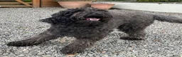 Goldendoodle dogs for sale: RENOWNED THERAPY DOG BREEDER Black Boy Available  - Advert 8