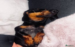 Dachshund dogs for sale: 3 year old female dachshund for sale  - Image 3