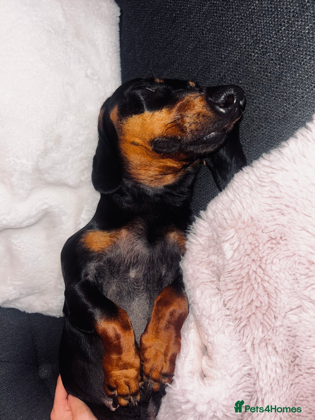 Dachshund dogs for sale: 3 year old female dachshund for sale  - Image 3