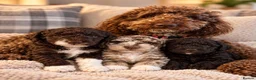 Mixed Breed dogs for sale: Outstanding & Rare Miniature x Toy Poodle Puppies  in Bangor - Advert 1