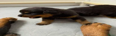 Rottweiler 2