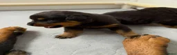 Rottweiler dogs for sale: Gentle Hearts & Beautiful Pure Rottweilers  - Advert 2