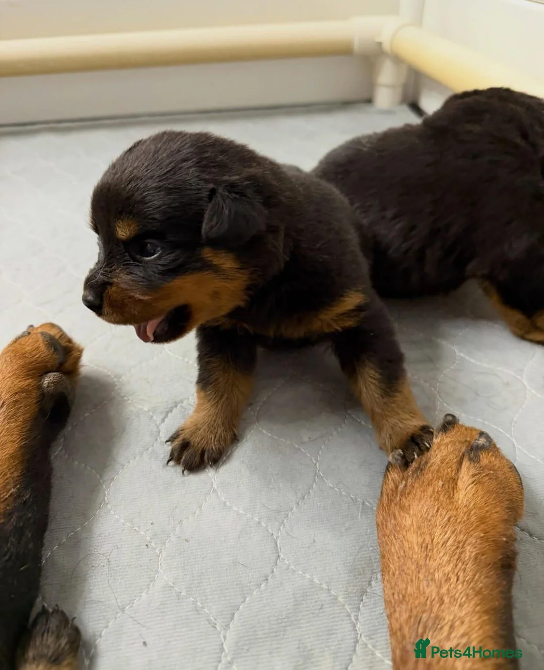 Rottweiler dogs for sale: Gentle Hearts & Beautiful Pure Rottweilers  - Advert 2