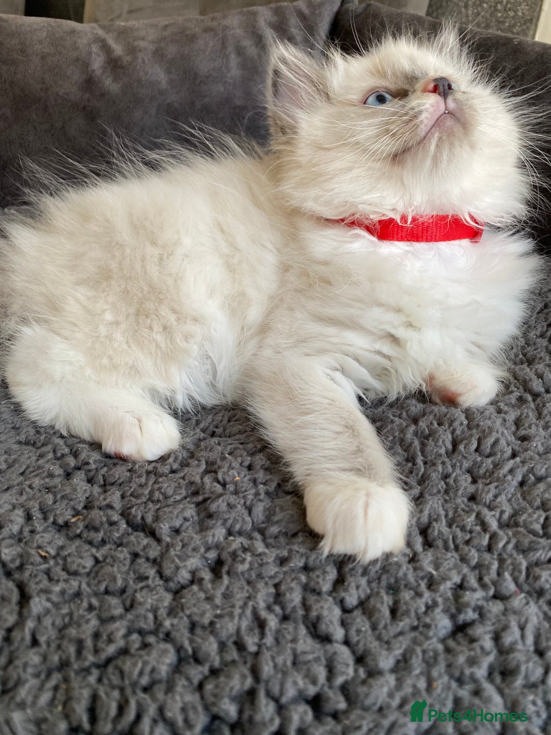 Ragdoll cats for sale: Ragdoll kittens  - Advert 7