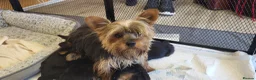 Yorkshire Terrier dogs for sale: Yorkshire Terrier puppies  from Licensed Breeder  - Advert 11