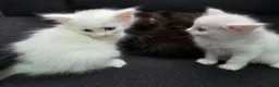 Mixed Breed cats for sale: Maine Coon x Ragdoll Kittens - Advert 19