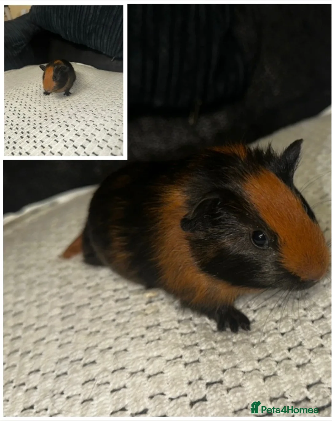 Guinea Pig rodents for sale: Baby boy Guinea pigs  - Advert 10