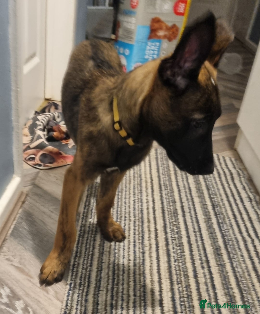 Belgian Shepherd Dog dogs for sale: READY TO GO Mother is Dutch Herder x Malinois  - Advert 33