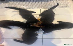 British Shorthair cats for sale: 3 black male kittens - Image 4