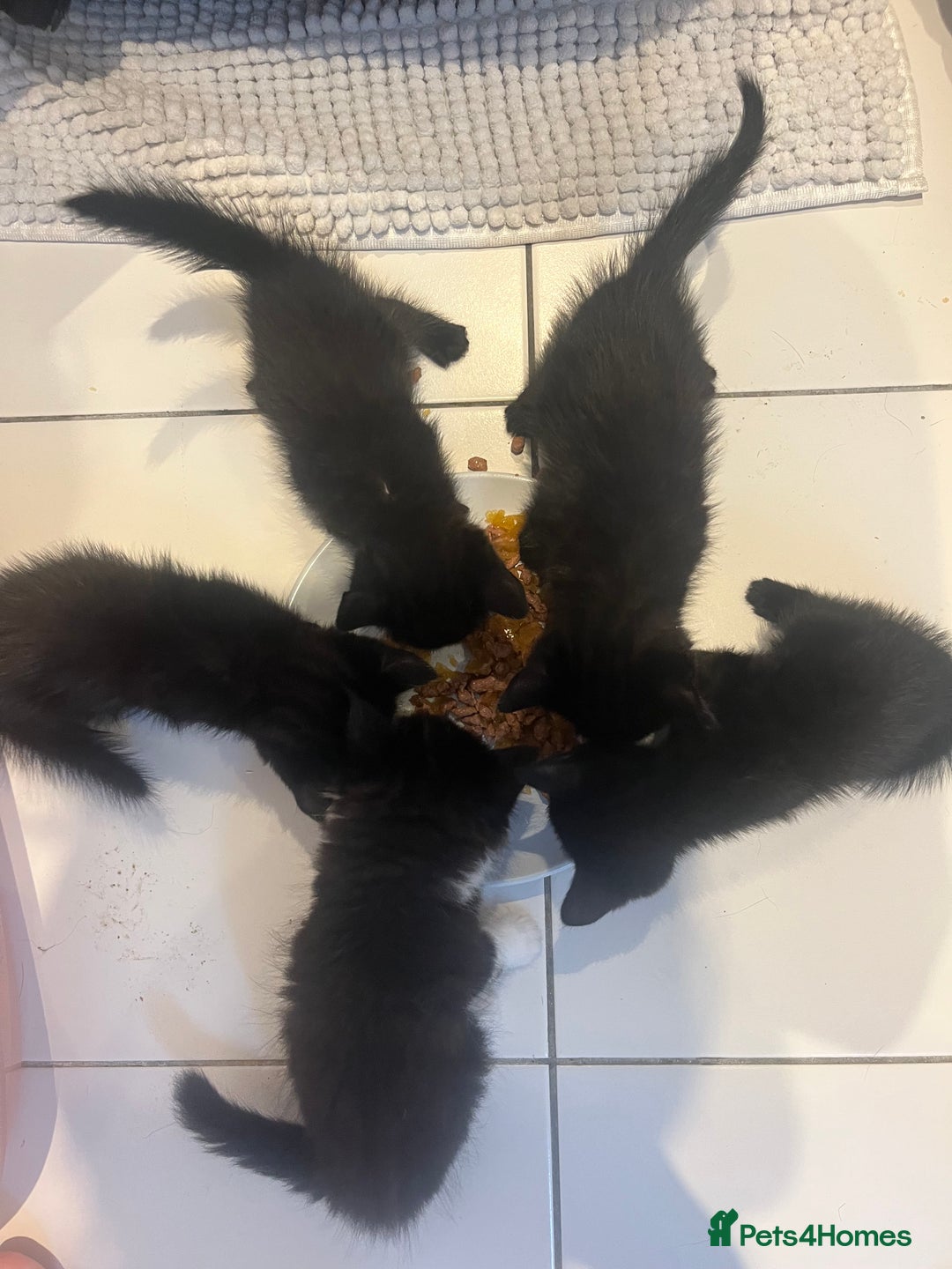 British Shorthair cats for sale: 3 black male kittens - Image 4
