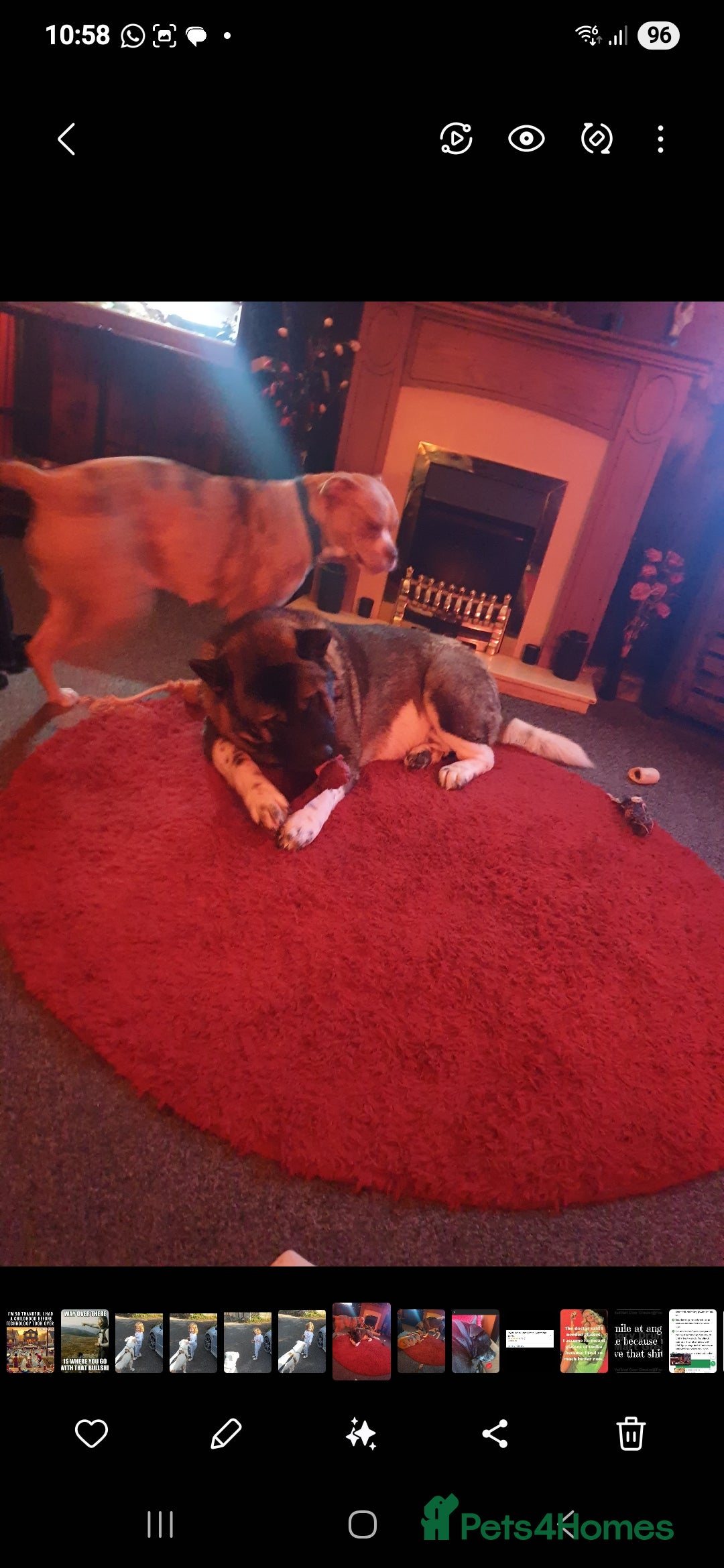 Mixed Breed dogs for sale: alapaha bull dog x  akita  - Image 8