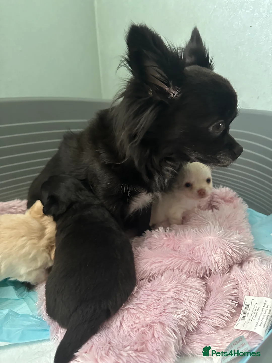 Chihuahua dogs for sale: 🥰Gorgeous Long-Coat chihuahua puppies  - Advert 2