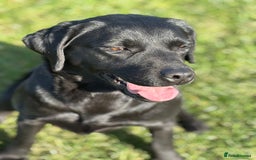 Labrador Retriever dogs for sale: WAITING LIST — KC Reg Fully health tested parents  - Image 4