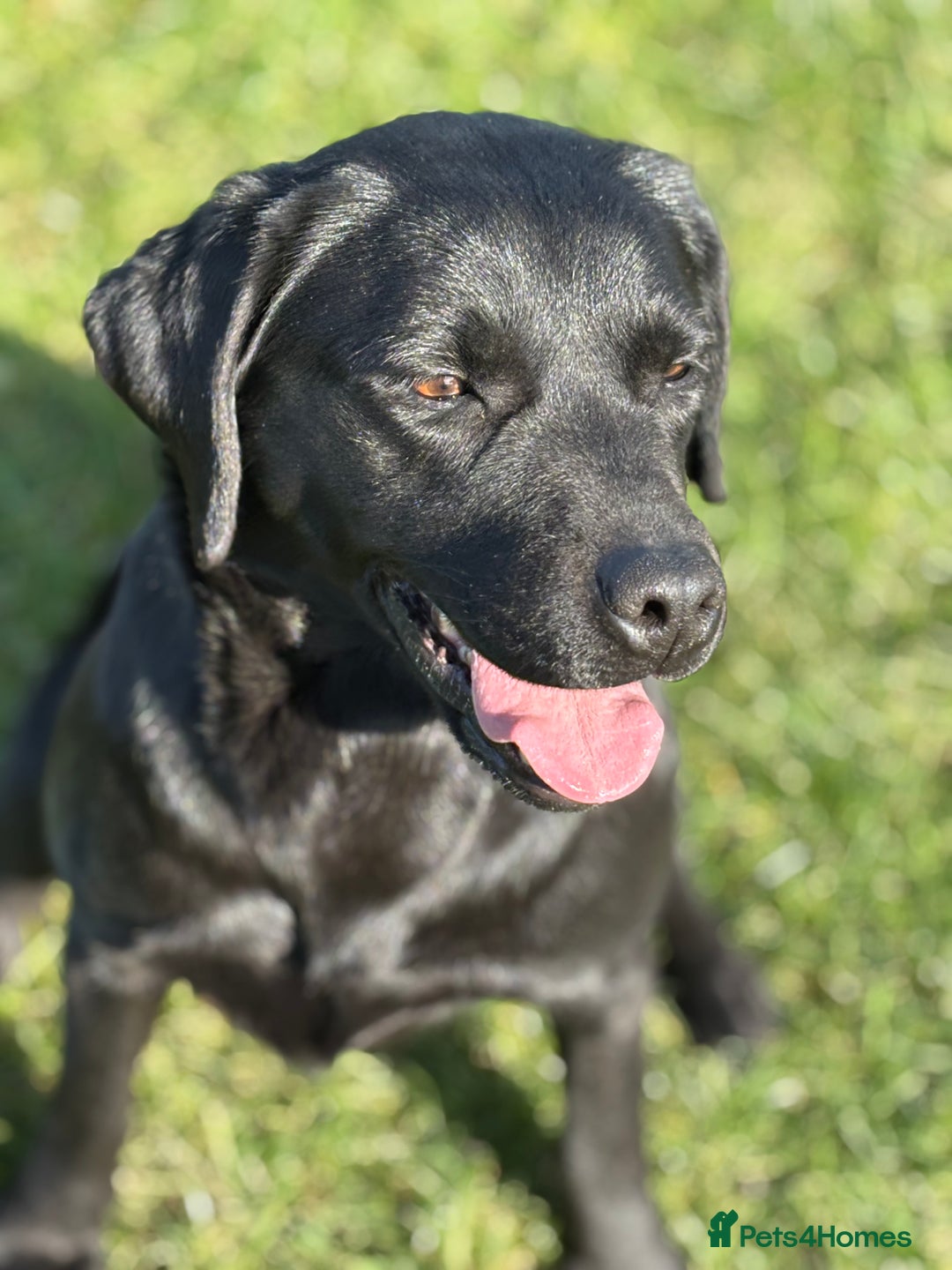 Labrador Retriever dogs for sale: WAITING LIST — KC Reg Fully health tested parents  - Image 4