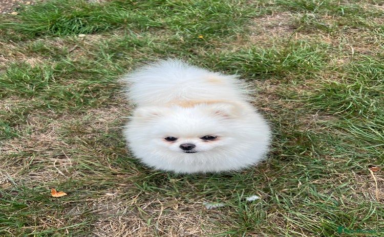 Pomeranian dogs - Advert 1