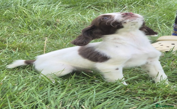 English Springer Spaniel dogs - Advert 3
