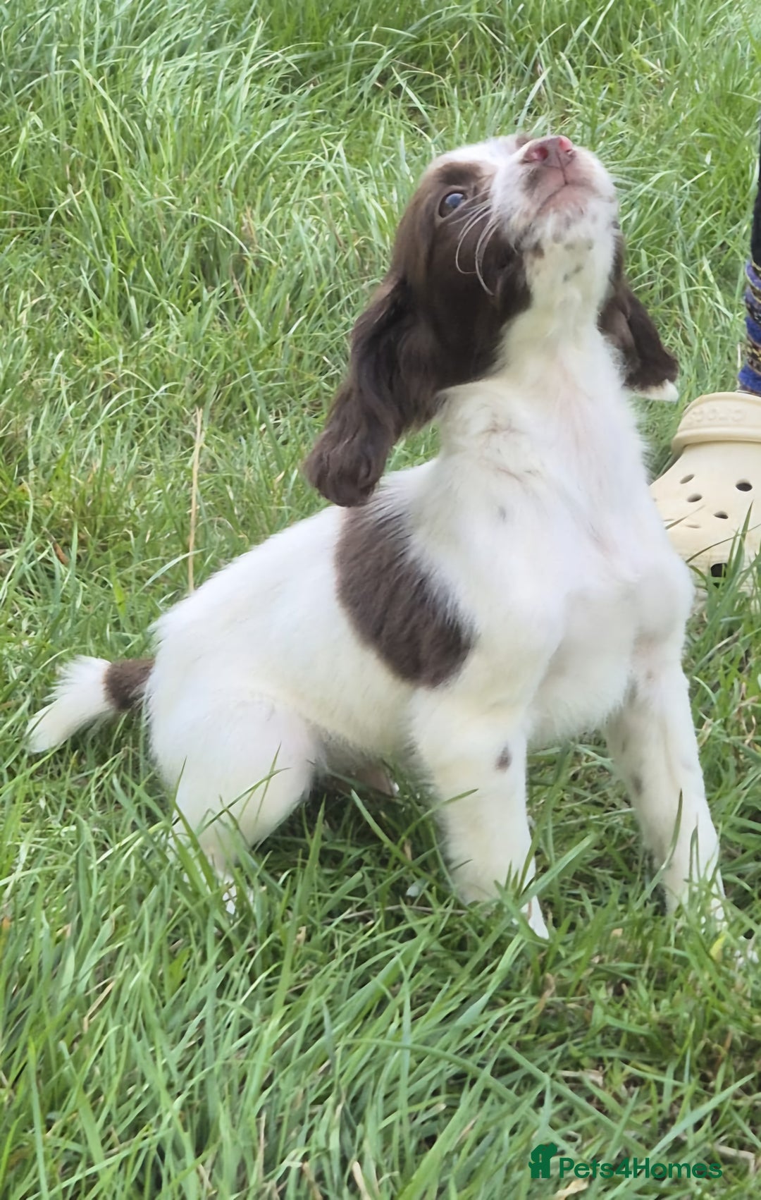 English Springer Spaniel dogs for sale: KC Reg FTCH English Springer Spaniel Puppies  - Image 1