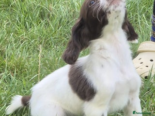 English Springer Spaniel dogs - Advert 10