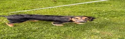 Mixed Breed dogs for sale: STUNNING BORDER COLLIE X COCKER SPANIEL PUP - Advert 6