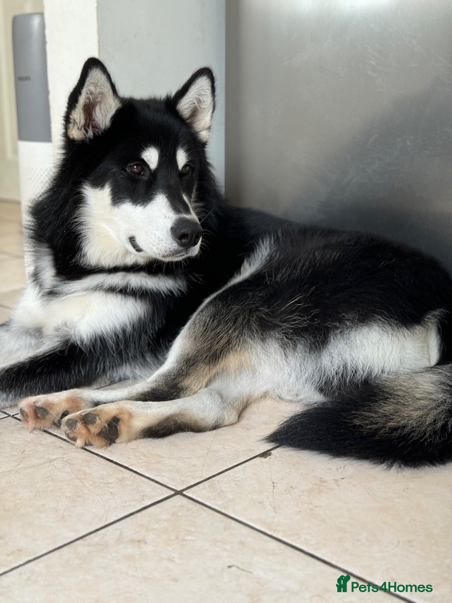 Utonagan dogs 🐾 Crufts Line Husky x Malamute - Health tested 🐾 - Advert 1