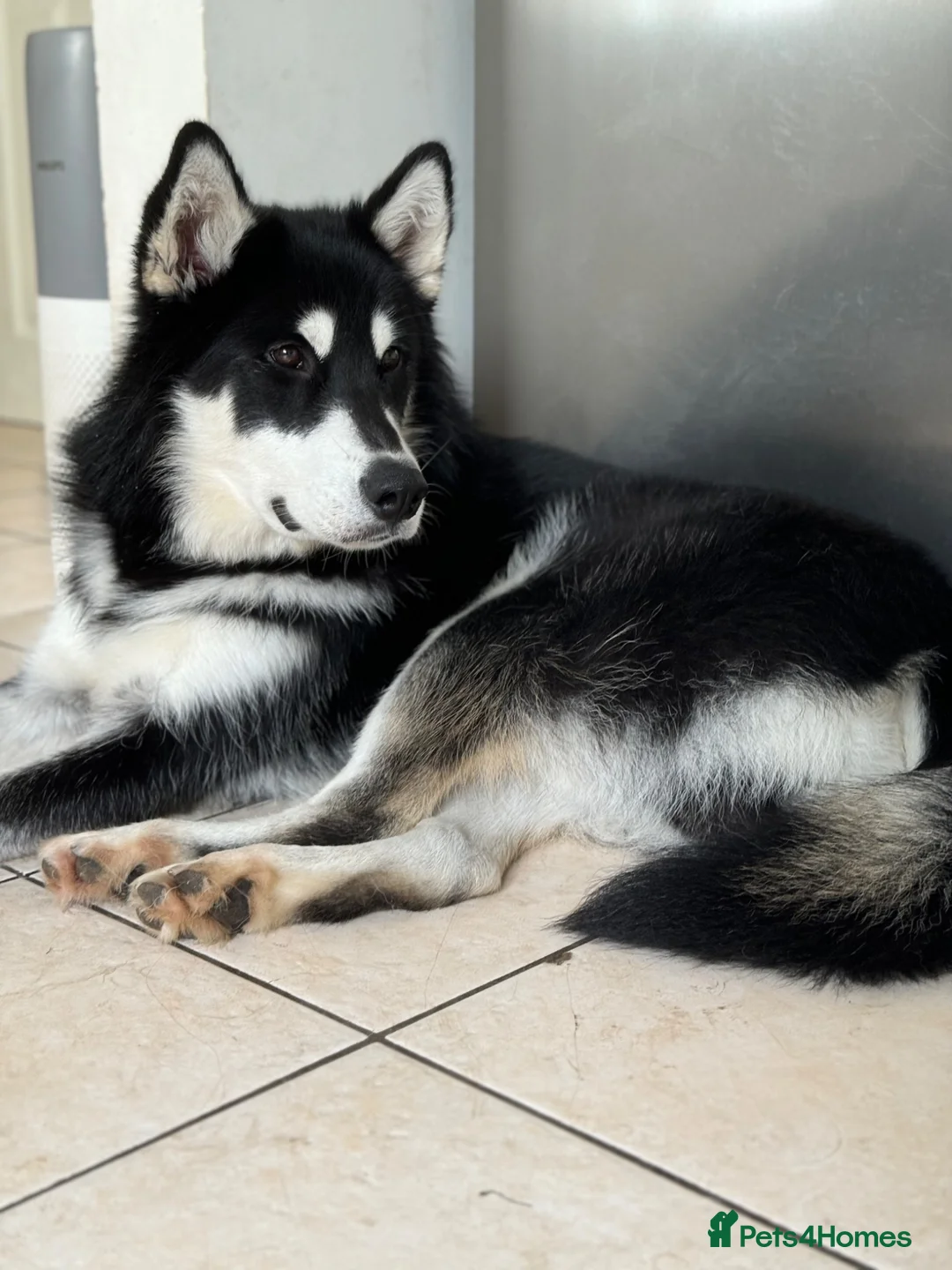 Utonagan dogs for sale: 🐾 Crufts Line Husky x Malamute - Health tested 🐾 - Advert 2