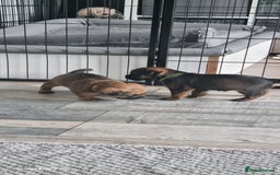 Border Terrier dogs for sale: Border Terrier Pups - Image 12