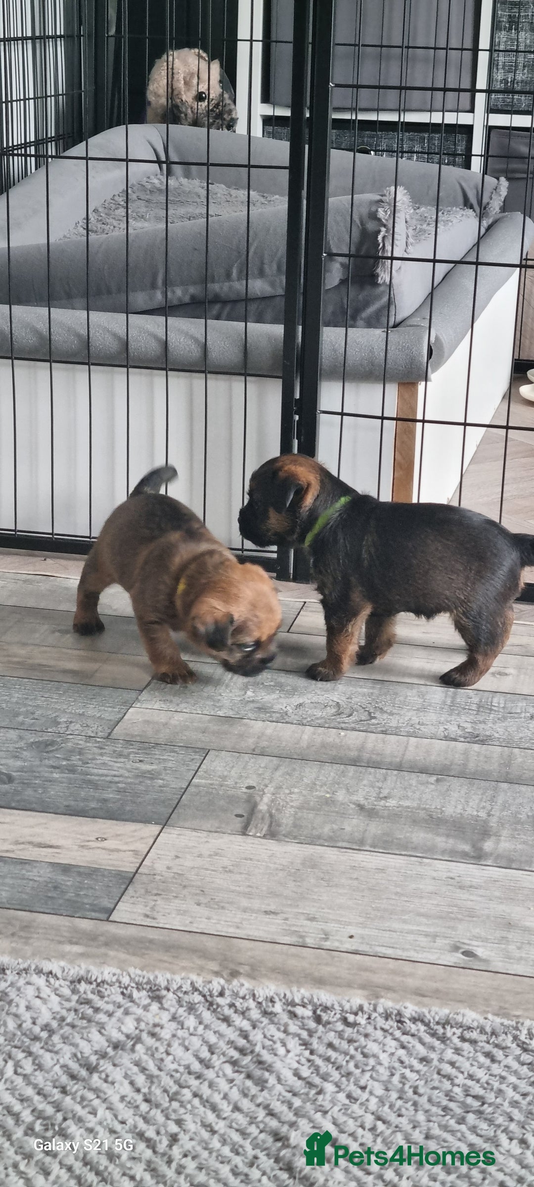 Border Terrier dogs for sale: Border Terrier Pups - Image 12