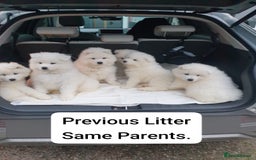 Samoyed dogs for sale: 🐾 Exceptional Pedigree Samoyed Puppies  🐾 - Image 21