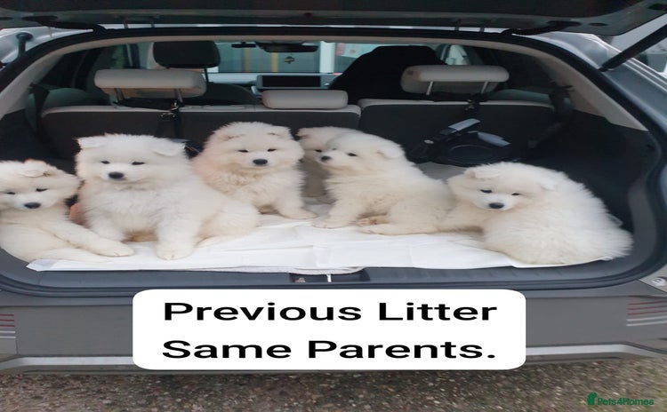 Samoyed dogs - Advert 2