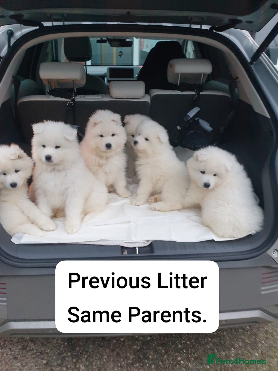 Samoyed dogs for sale: 🐾 Exceptional Pedigree Samoyed Puppies  🐾 - Image 21