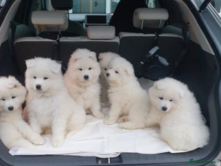 Samoyed dogs - Advert 1